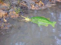 510580-Bass eating frog cropped resized.jpg
