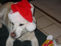 554291-122504 Barkley2.JPG