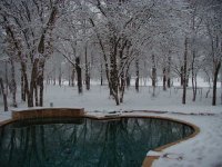 554646-tree.snow2.JPG