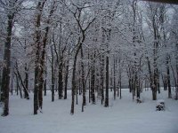 554648-tree.snow.JPG