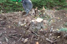 511827-Stump #1.jpg