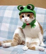 511926-FrogCat.jpg