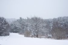 _MG_9388.JPG