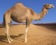 humped camel.jpg
