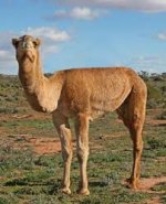 humpless camel.jpg