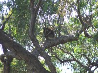 Koala1.jpg