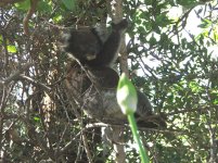 Koala2.jpg