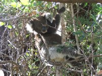 Koala3.jpg