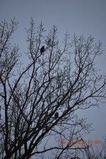 MORNING HUNT 105.jpg