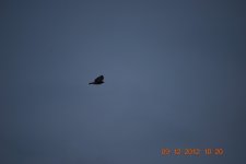 MORNING HUNT 109.jpg