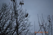 MORNING HUNT 111.jpg