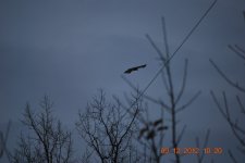 MORNING HUNT 112.jpg