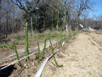 asparagus-atf.jpg