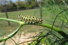 black swallowtail larva.jpg