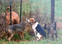 bridget bobo sika beagle.jpg