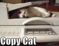 copy cat.jpg