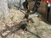 tree out roots and all.JPG