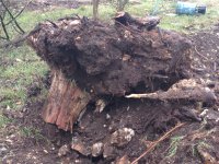 stump.jpg stump.jpg