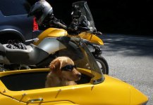 CoolDog2.jpg