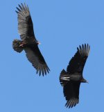 Vultures.jpg