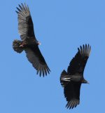 Vultures.jpg Vultures.jpg