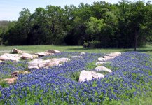 Bluebonnets-in-rocks-2012.jpg