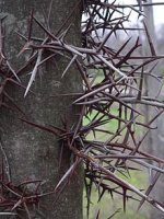 220px-HoneyLocustThorn.JPG