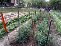 TomatoTrellisNet-01.jpg