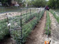 TomatoTrellisNet-04.jpg