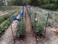 TomatoTrellisNet-05.jpg