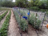 TomatoTrellisNet-06.jpg