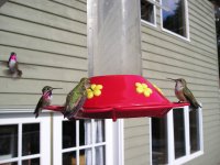 20050611_HummingBirds_0002.jpg