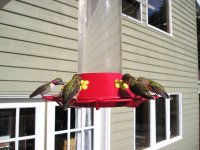 20050611_HummingBirds_0004.jpg