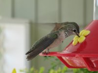 20090715_HummingBirds_005.JPG