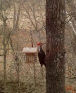 pecker.jpg