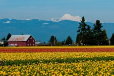 Skagit Valley Tulips.jpg