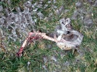 Deer Leg Remains 080126.JPG