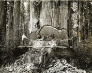 pt3-california-lumberjacks.jpg