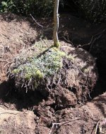 TreeAfterUndercut.JPG