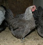 Iowa Blue Chickens 3.jpg