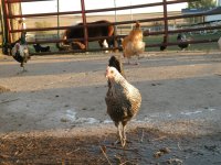Iowa Blue Hen in barn yard.jpg