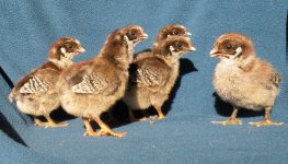 Iowa Blue Chicks 2.jpg