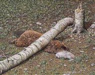 377770-beaver.jpg