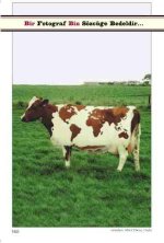 595735-world cow.jpg