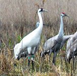 595961-WebWhooper.jpg