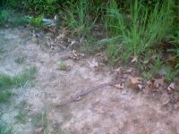424848-snake 002.jpg