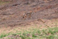 378799-Coyote_6x4_50.jpg