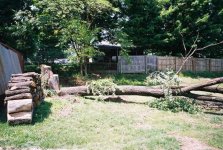 512882-TBN-treedown-trunklaying05.jpg