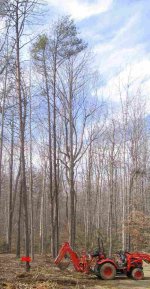 379836-TREE UP.jpg