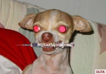 513425-Demon dog.jpg